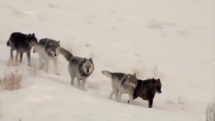 Valley of the  Wolves
