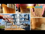 Acquire Bulk Sesame Seeds for Importing, Sesame Seeds Importers, Sesame Seeds Importer, Sesame Seeds Imports, Import, Import