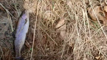 Trout Fishing with Pivothead Camera Glasses