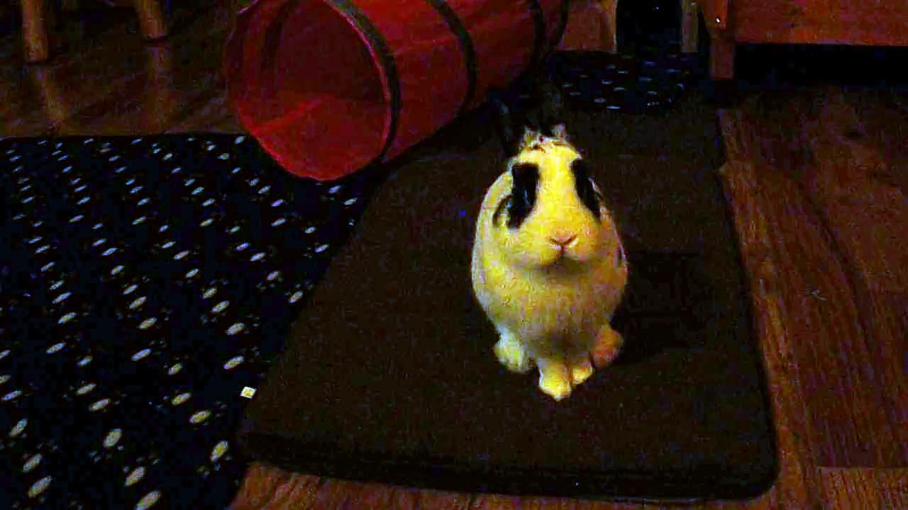 Petit nez de Pinou qui bouge (17-1-15)