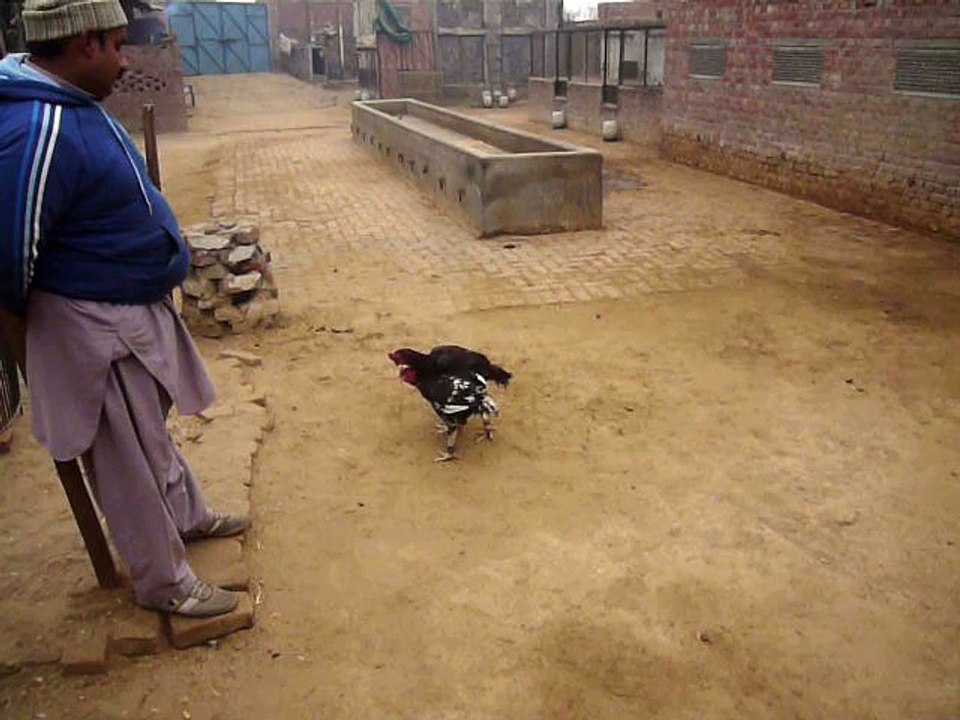 my black rooster traning