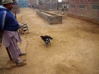 my black rooster traning