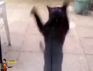 Dancing Black Cat - Science of stupid