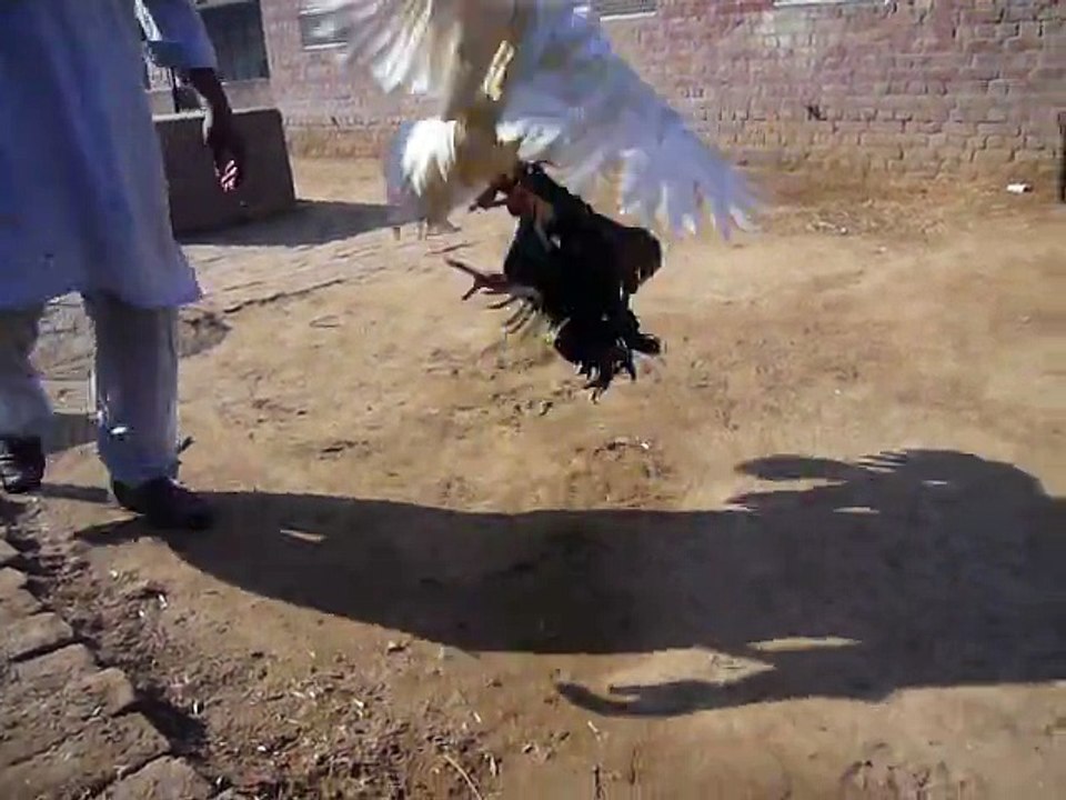 black Ganoi white Thai traning