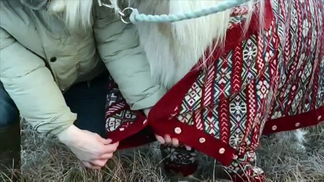 Shetland Ponies in Cardigans - VisitScotland