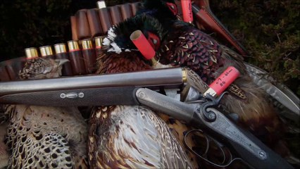 Faisans - 29-12-2014