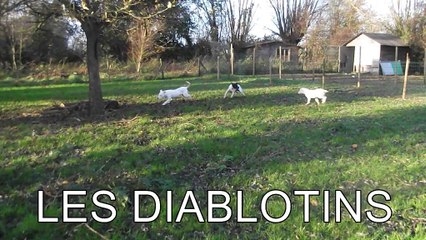 LES DIABLOTINS