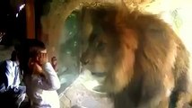 A child provokes a lion, see what he did-!!
