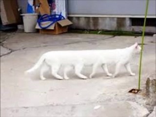 무료바카라온라인【 Ｗ­Ｏ­Ｗ­８­８­０。­Ｃ­Ｏ­Ｍ 】바카라게임방법