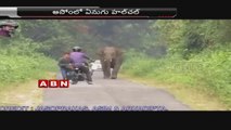 Elephent Chasing Bike Rider