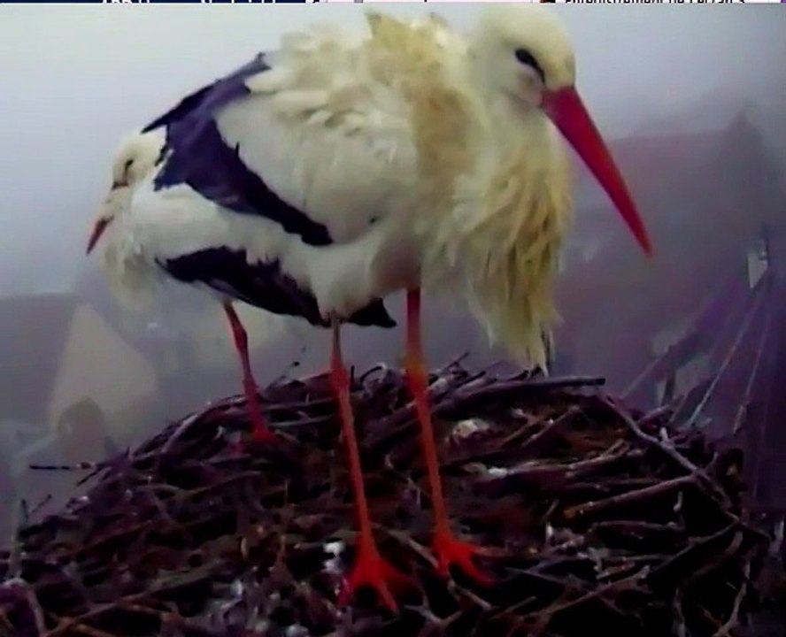 18.01.15  Lara superstar nr2