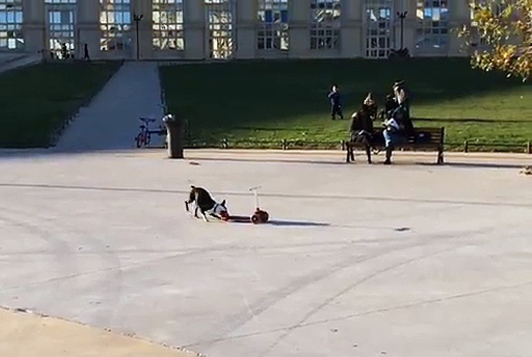 Chien trotinette 2