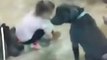 Four year old girl controlling five pit bulls