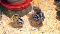 Speckled Baby Chicks 1-2 Weeks Old 2015