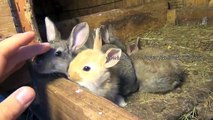 Baby Flemish Giant Bunny Rabbits