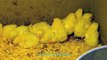 Yellow Baby Chicks 1 Week Old