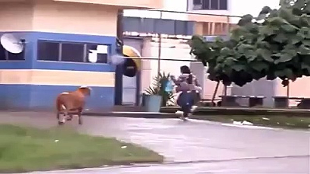 Animal vs Man