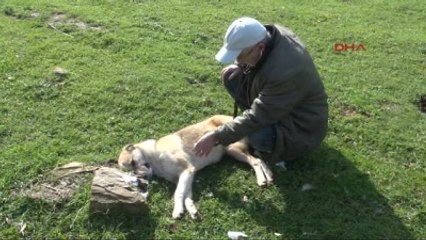 Denizli Tarım İlaçlı Balıkla 5 Köpeği Katlettiler