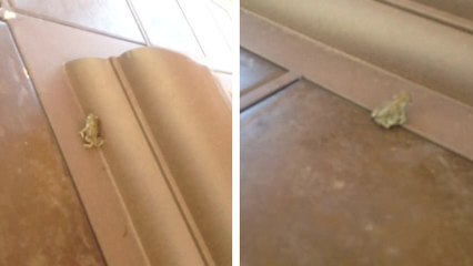 Vous connaissez l'histoire de Jimmy la grenouille ?