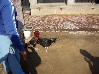 Red&Black Patha vs Black Ganoi First Traning