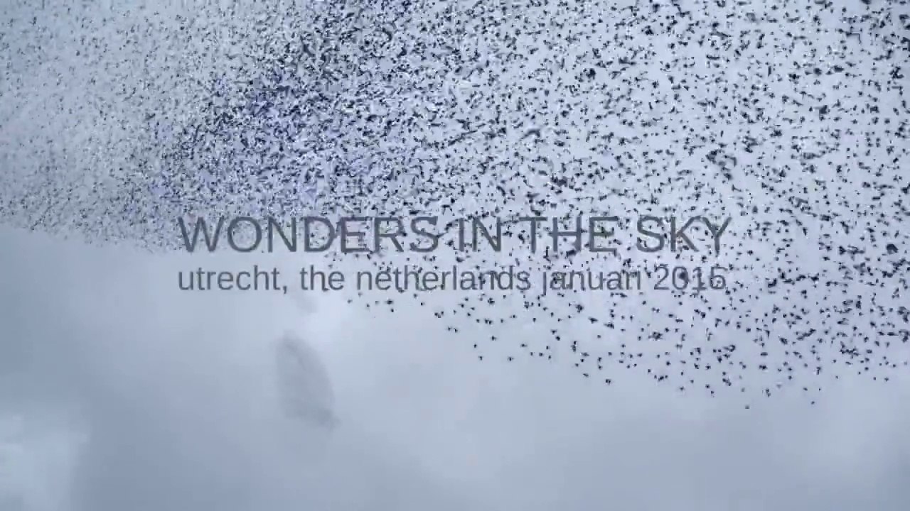 "Wonders in the Sky" : Nuées d'oiseaux aux Pays-Bas