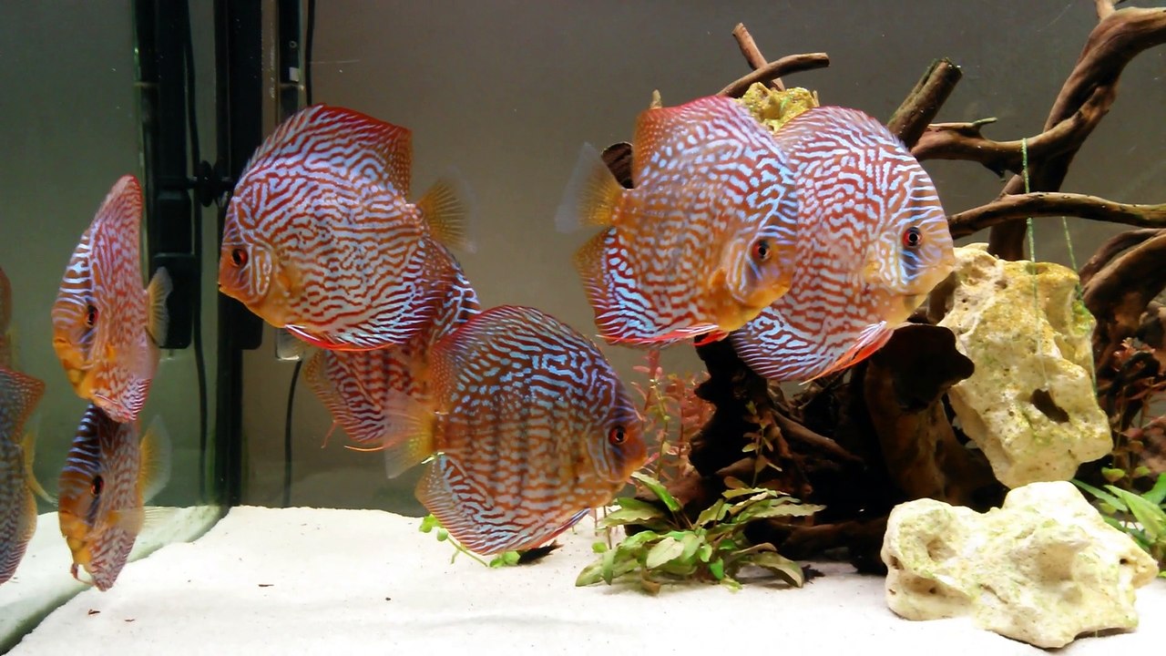 Mon 450L
