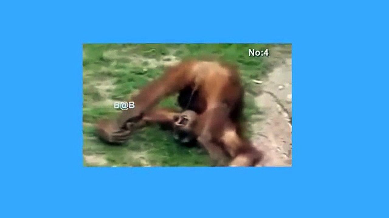 Funny Amazing Video