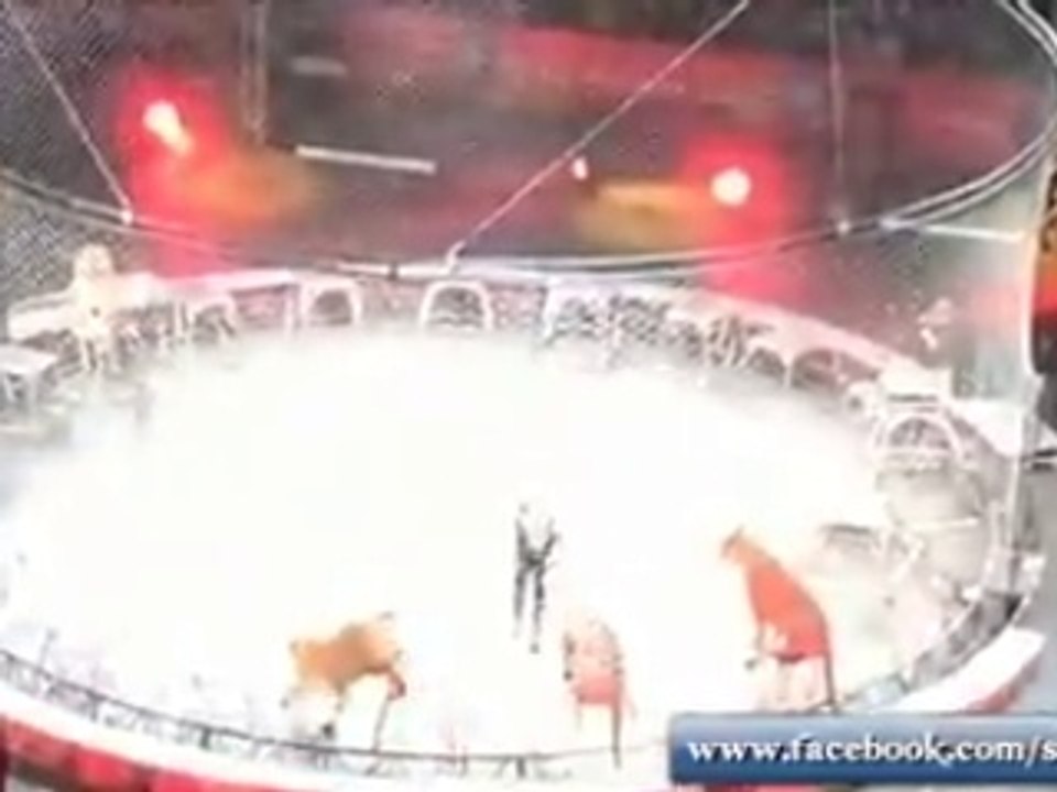 the big circus show of tigers its amazing