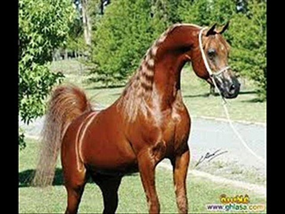 الفنان محمد ابو الكايد 2015 عنا يا زوار عنا +عدد على الخيل  ( افراح أل حيدر )