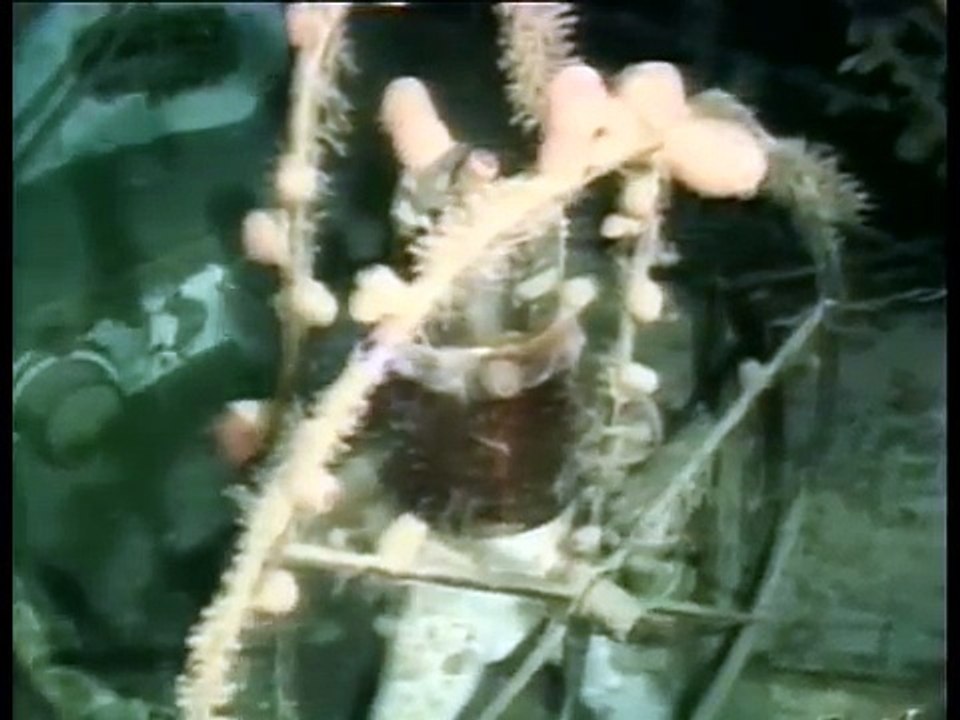 Le Triangle des Bermudes