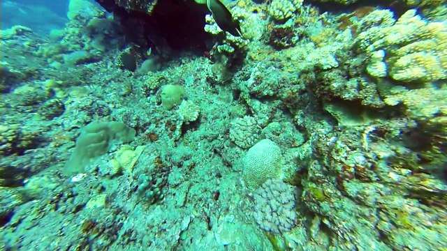 Bapteme plongée Arian & Anéo