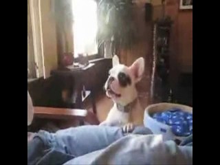 Range ta chambre ! (parole de chien)