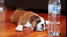 Bulldog puppy vs bottle