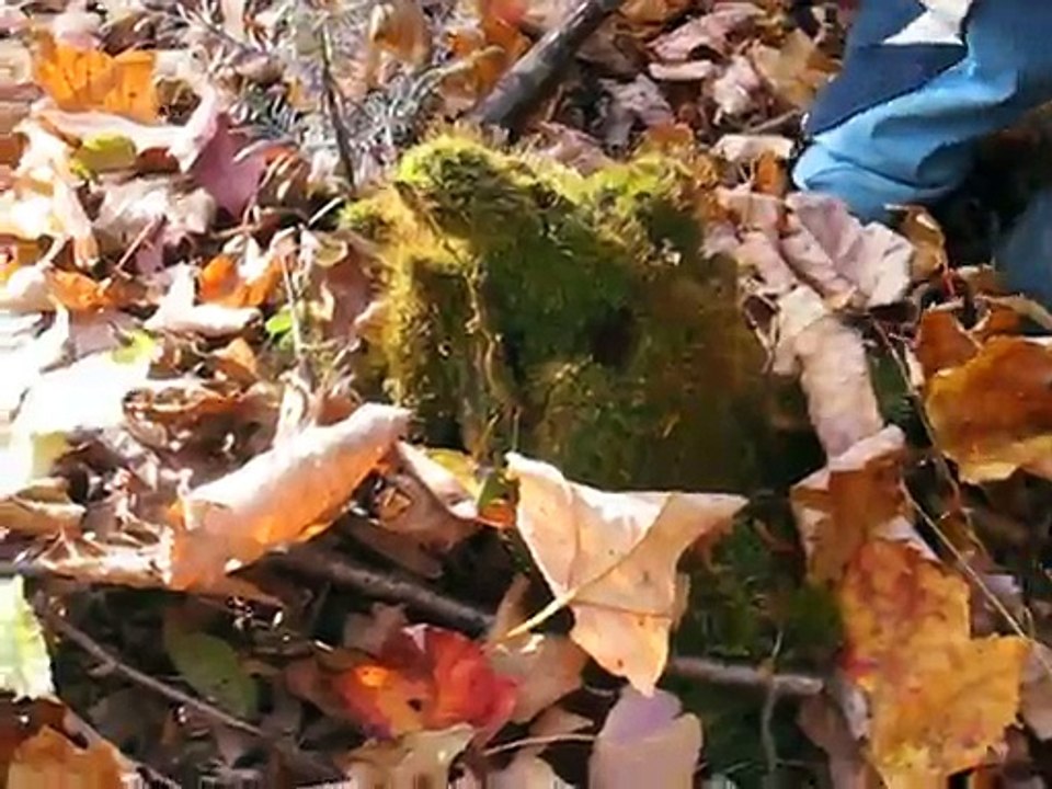 Une plante à boucane