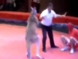 MAN FIGHT WITH KANGROO