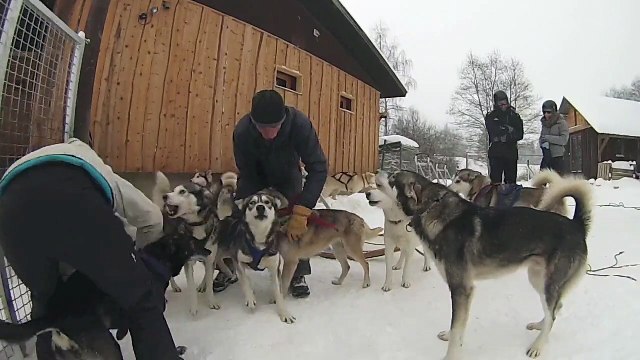 La Feclaz 2014 - Chiens de traîneaux