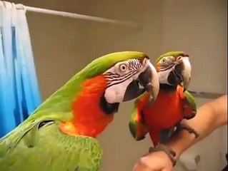 PARROT CAN DO EVERY THING