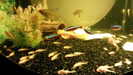 Repro Ancistrus golden albinos