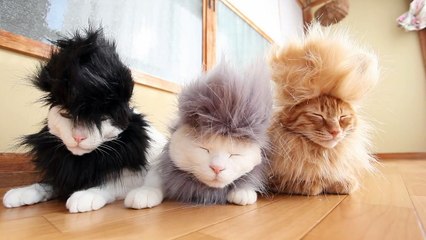 Brushing sur chats