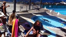 Lion de mer dans une piscine municipale
