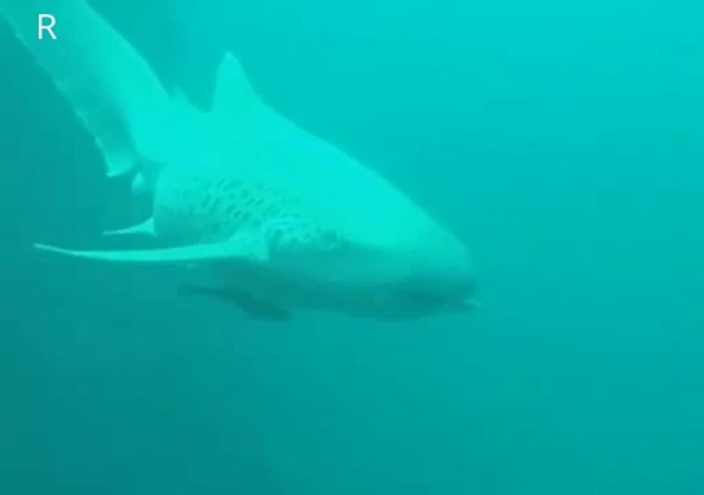 LEOPARD SHARK ON PROWL RARE VIDEO