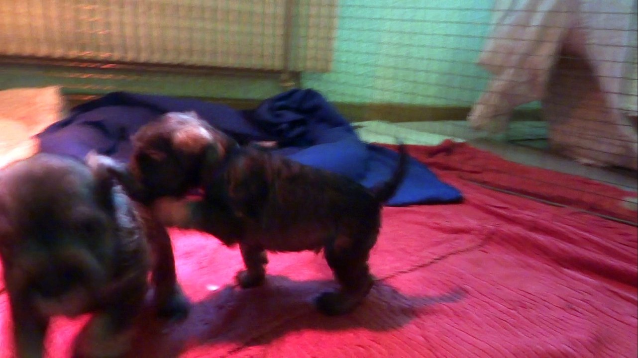 schnauzers nains poivre et sel à 4 semaines