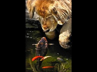 Dog & Fish Friendship