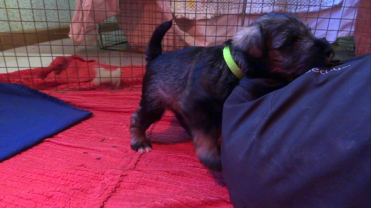 chiots schnauzers nain poivre et sel 2015 en pleine forme