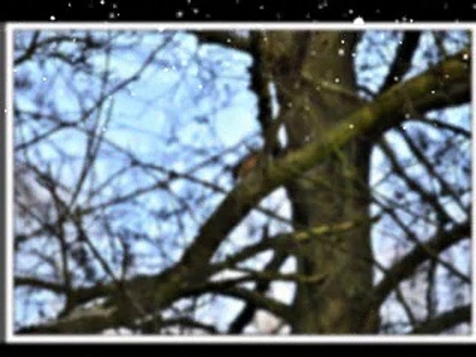 les oiseaux