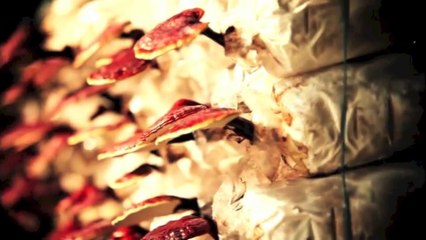 ❤︎ == El Ganoderma de DXN == ❤︎