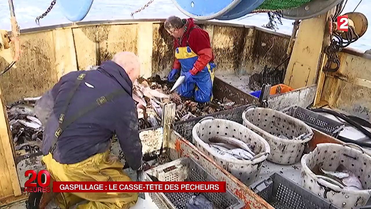 Pêche : les rejets de certains poissons sont désormais interdits