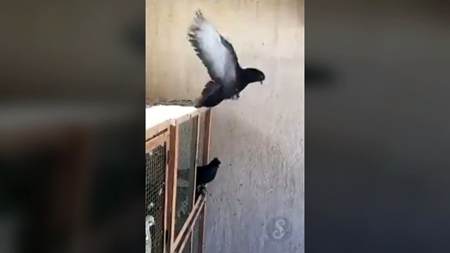 Un pigeon fait des backflips