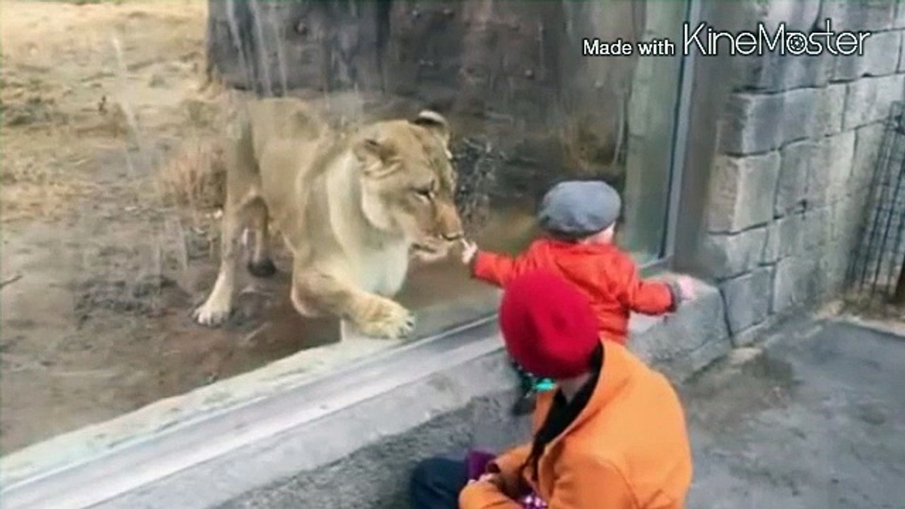 Leona desesperada por jugar con un bebe en un zoo 2015