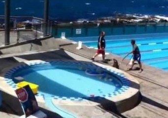 Sea Lion Goes for a Swim in Public Pool